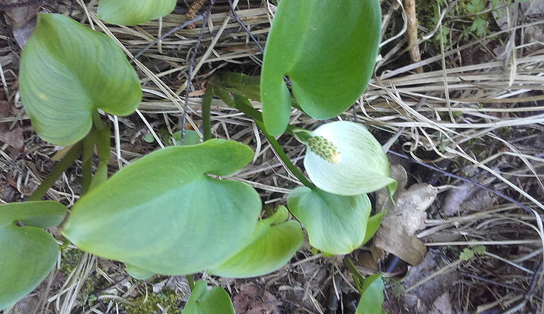 Großer Barschpfuhl, flächenhaft Drachenwurz