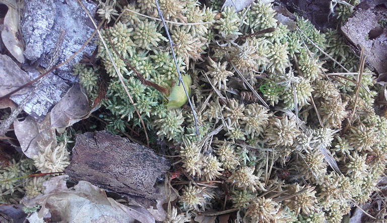 Großer Barschpfuhl. Trockenes Torfmoos