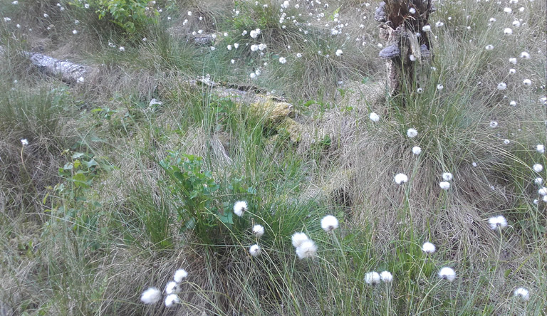 Großer Barschpfuhl. Von weit her leuchten die Wollgrasflöckchen im Wind.