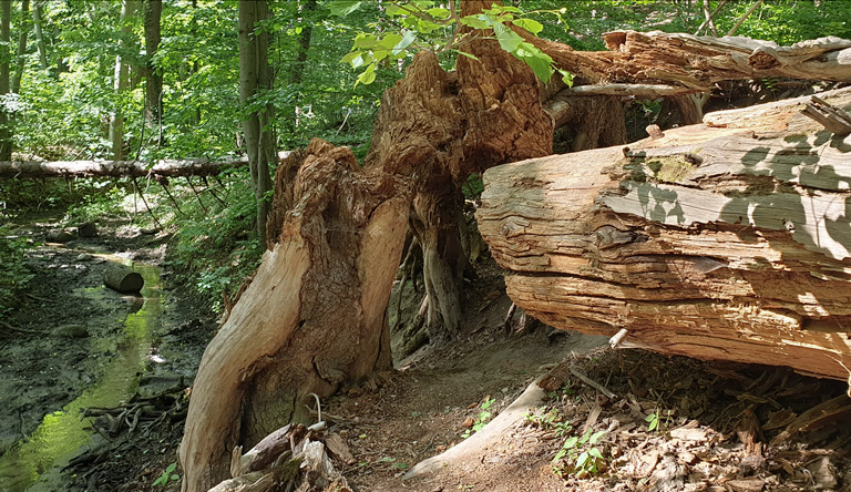 Wurzelfichte am wild romantischen Sophienfließ